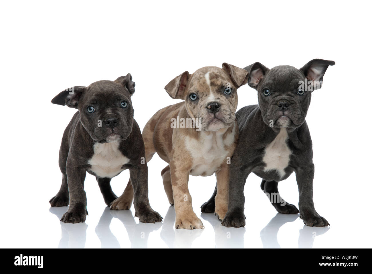 3 American bully cani insieme permanente su sfondo bianco Foto Stock