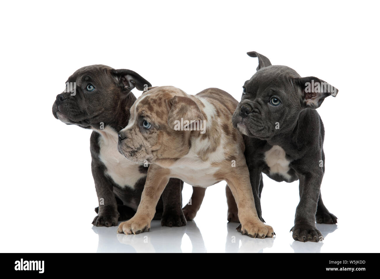 3 American bully cani seduti e in piedi insieme guardando lontano curioso su sfondo bianco Foto Stock