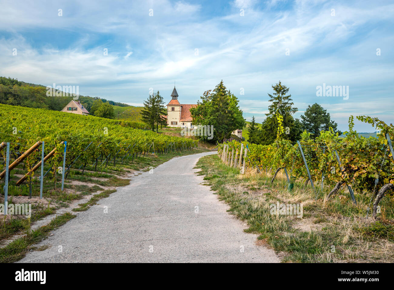 Cappella nella vigna del villaggio Dambach-la-Ville, Alsazia strada del vino, Francia, viticoltura regione dell'Alsazia Foto Stock