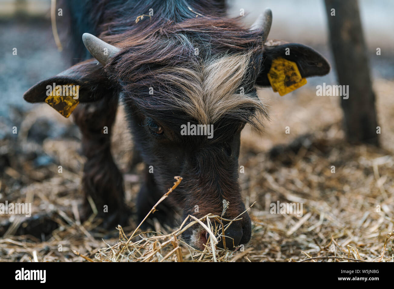 Bufala nel paddock, il bestiame di allevamento degli animali Foto Stock