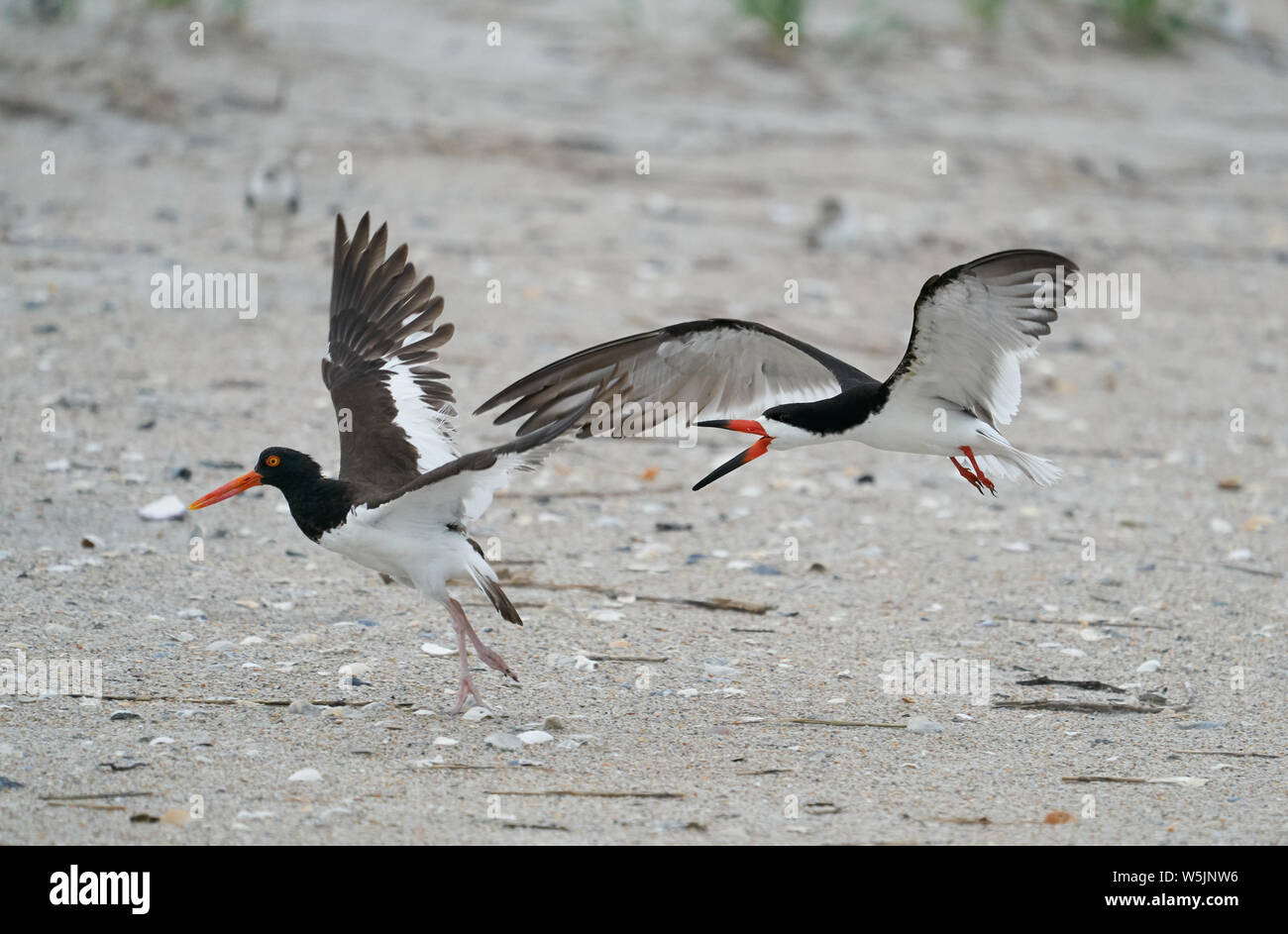 Un Nero Skimmer insegue un American Oystercatcher presso la colonia di uccelli nidificanti a Wrightsville Beach, Wilmington, Carolina del Nord Foto Stock