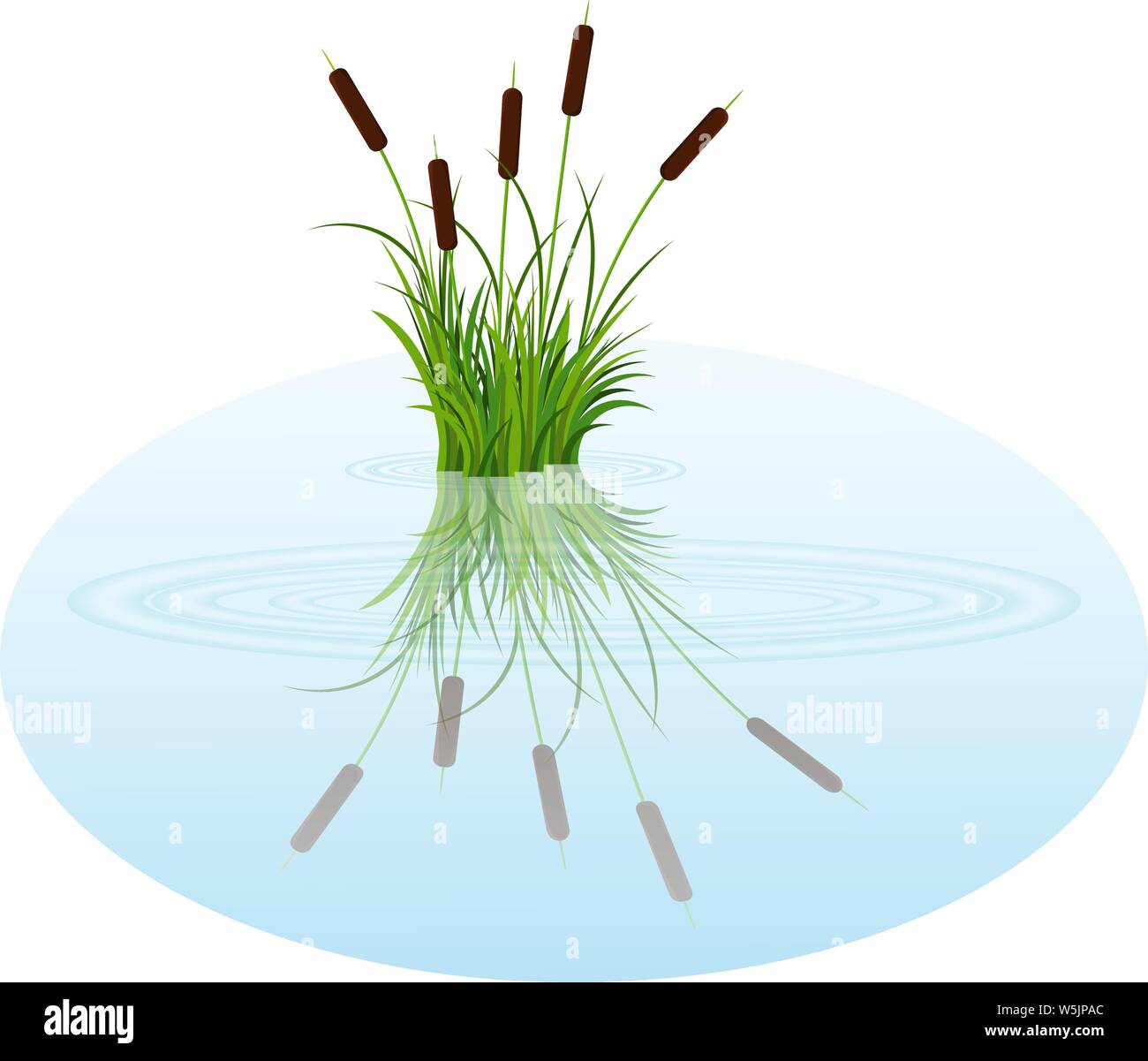 Vettore di lamelle di Bush sull'acqua. Reeds riflessa nell'acqua di lago con colpi sull'acqua. Bush ance arte vettoriale illustrazione buona per cartoon backgr Illustrazione Vettoriale