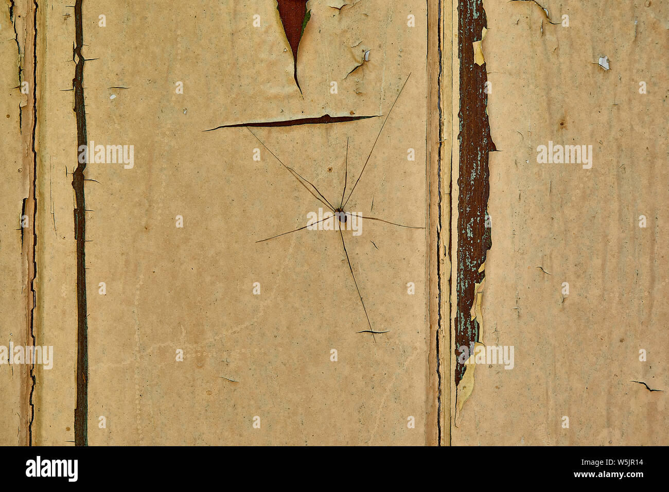 Un ragno Harvestman o Daddy Long-gambe (Phalangium opilio) in appoggio su una vecchia porta con le sue gambe lunghe teso. Foto Stock