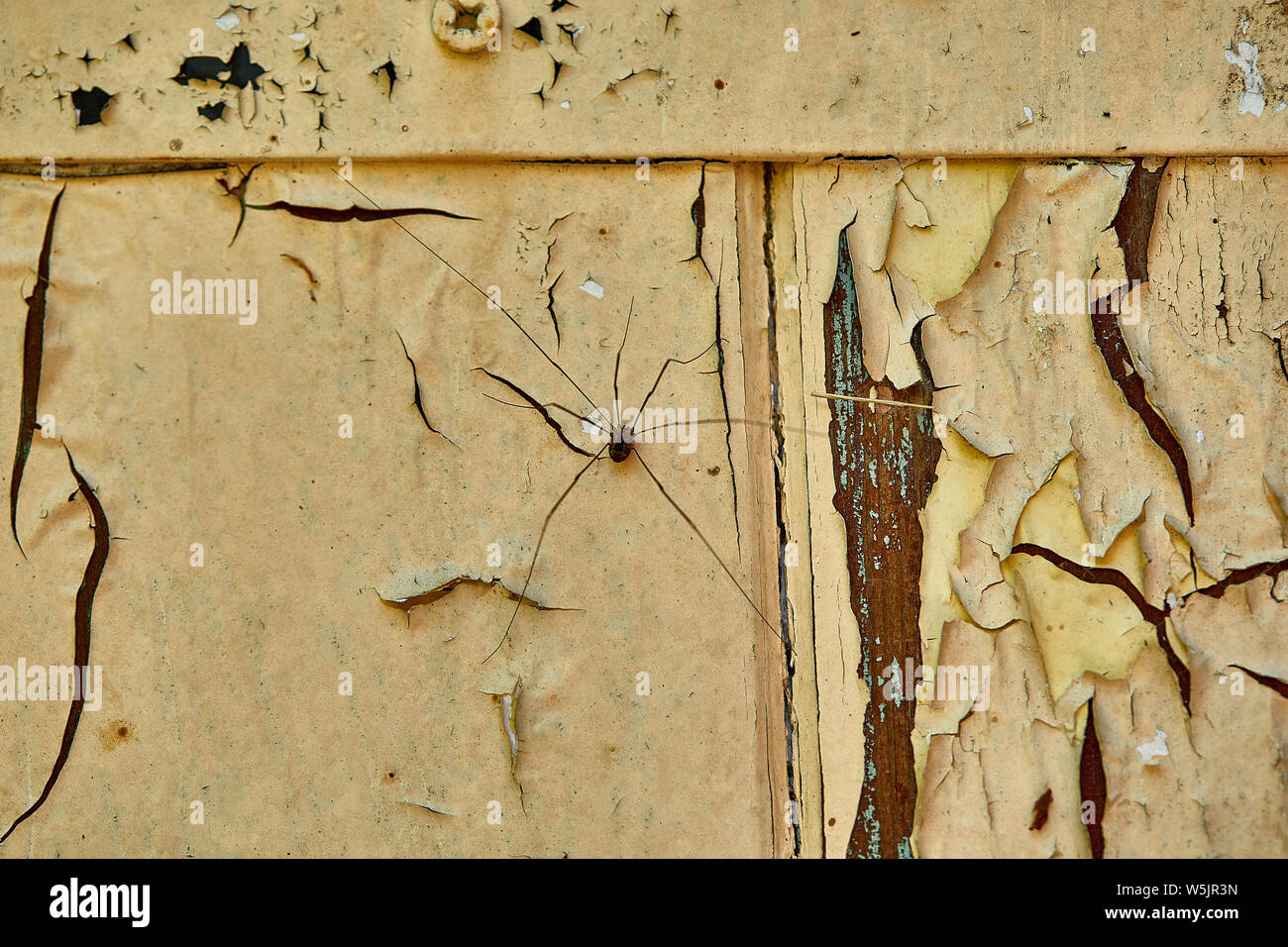 Un ragno Harvestman o Daddy Long-gambe (Phalangium opilio) in appoggio su una vecchia porta con le sue gambe lunghe teso. Foto Stock