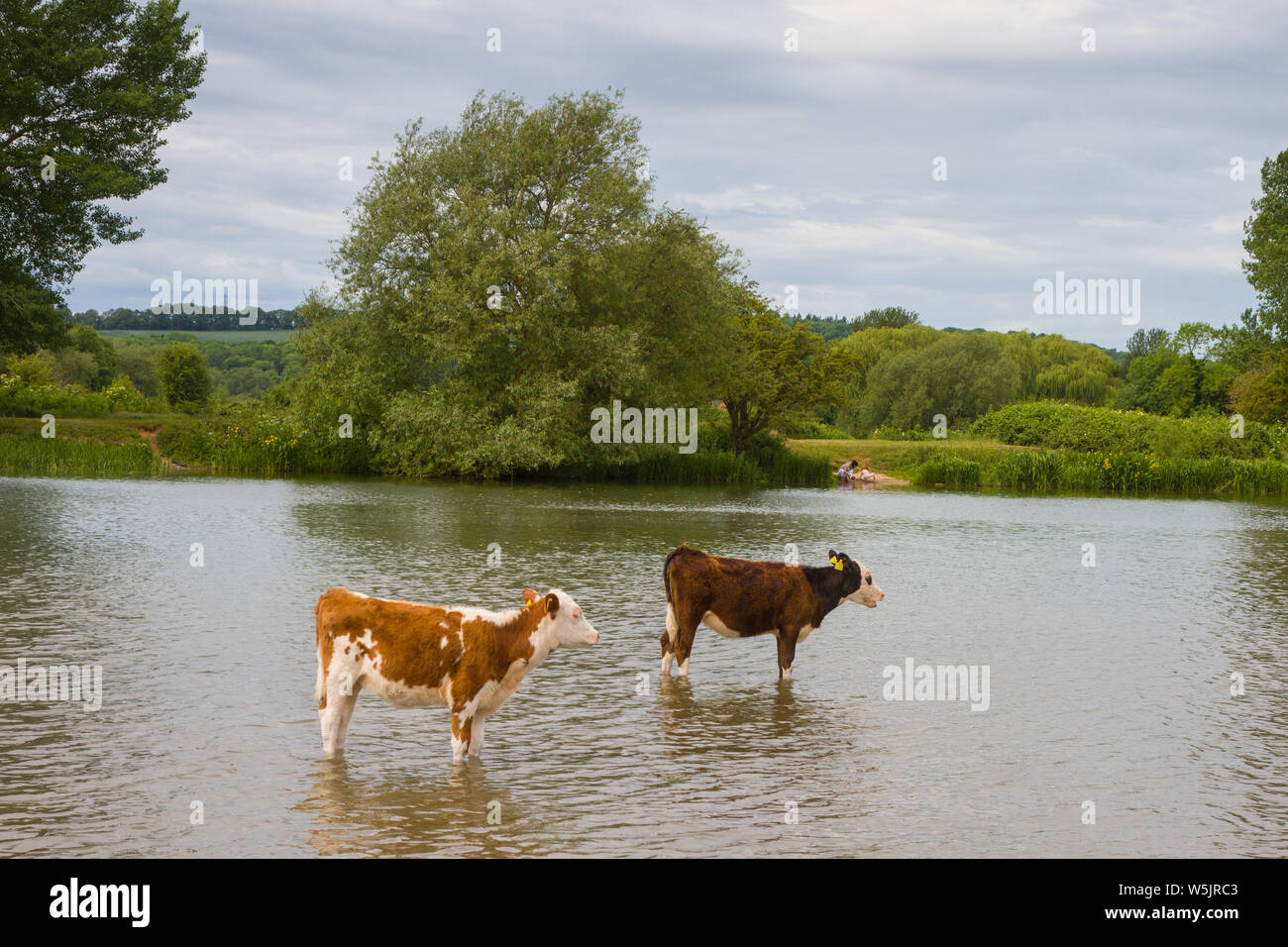 Cavalletto di bestiame in acque poco profonde del Tamigi alla Porta Prato, Oxford Foto Stock