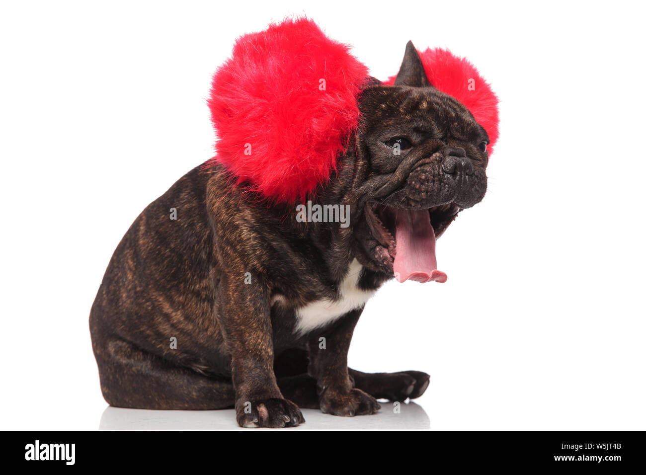 Vista laterale del divertente bulldog francese indossando grandi e soffici  cuffie sbadigliare mentre è seduto su sfondo bianco Foto stock - Alamy