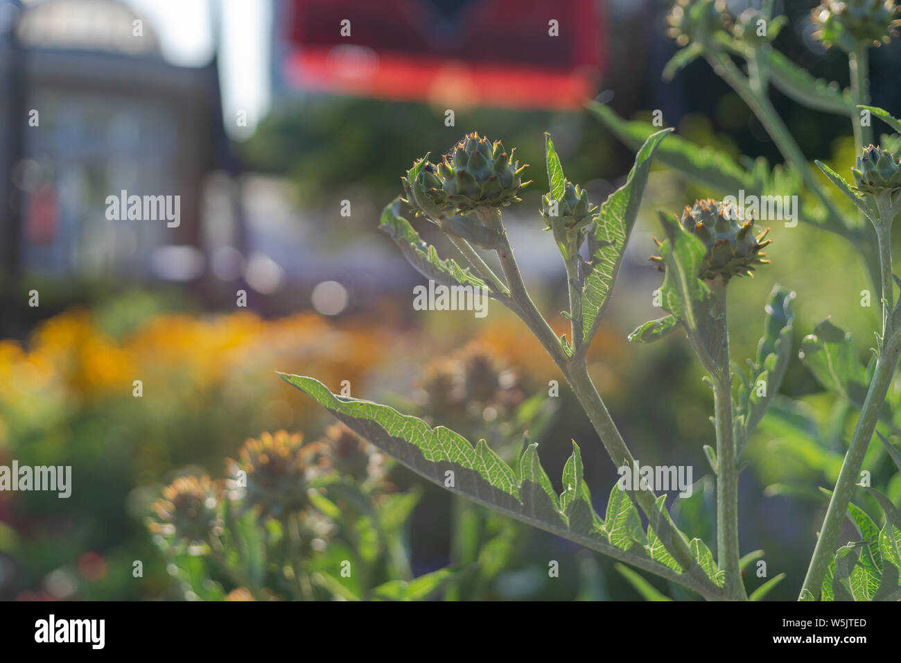 Fiori di cardo' odore è capace di incantare Foto Stock