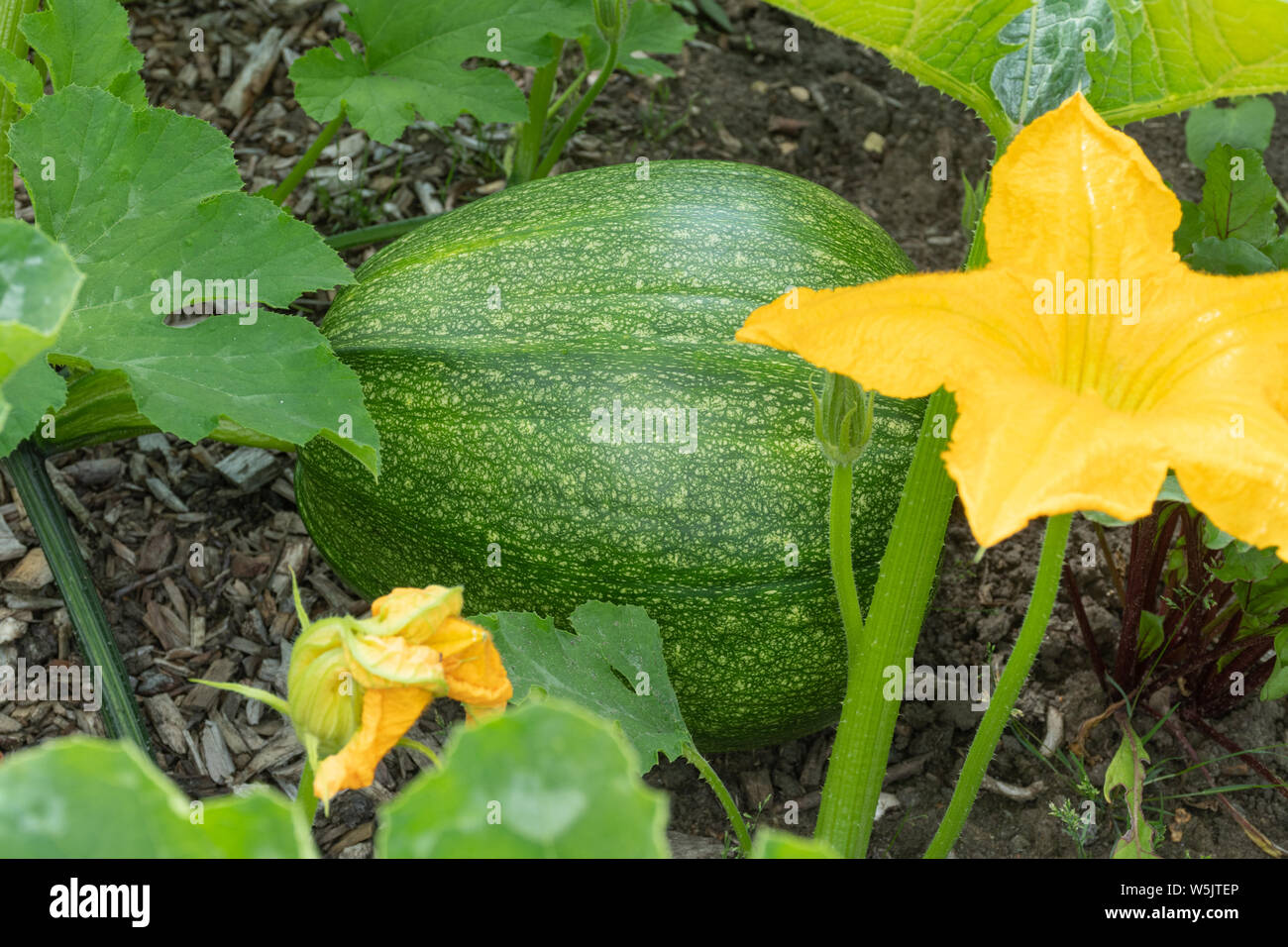 Squash pianta con grande zucca verde e fiori gialli che crescono in un giardino inglese, UK. Foto Stock