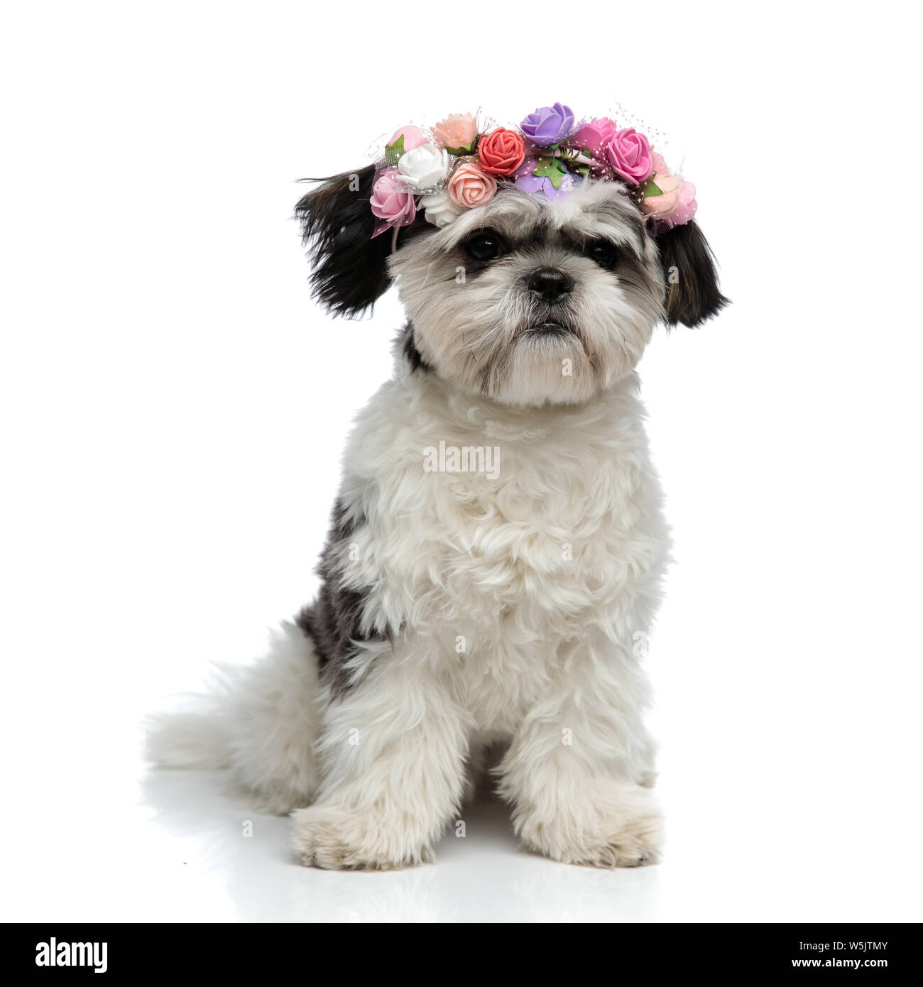 Orecchini Pendenti Shih Tzu Acrilico – Goccia Cane Carino, Ipoallergenici, Per Amanti Dei Cani, Regalo Donna