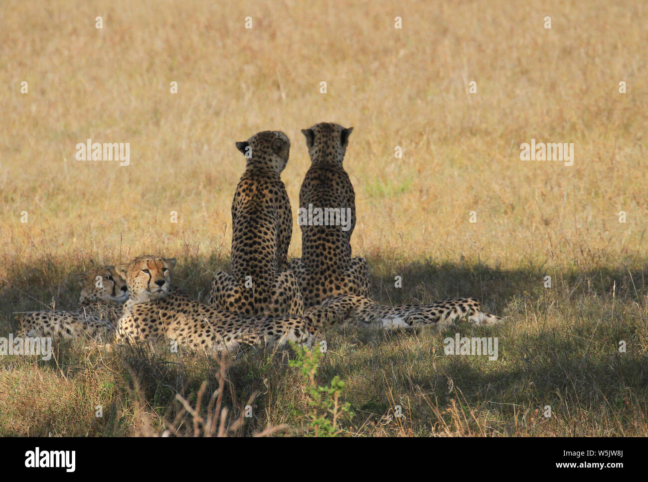 Cinque i ghepardi ghepardi Acinonyx jubatus, appoggiato in ombra, il Masai Mara riserva nazionale, Kenya, Africa orientale. Due guardando indietro alla telecamera, African Safari Foto Stock