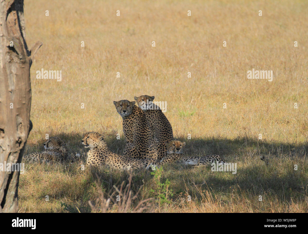 Cinque i ghepardi ghepardi Acinonyx jubatus, appoggiato in ombra, il Masai Mara riserva nazionale, Kenya, Africa orientale. Due guardando indietro alla telecamera, African Safari Foto Stock