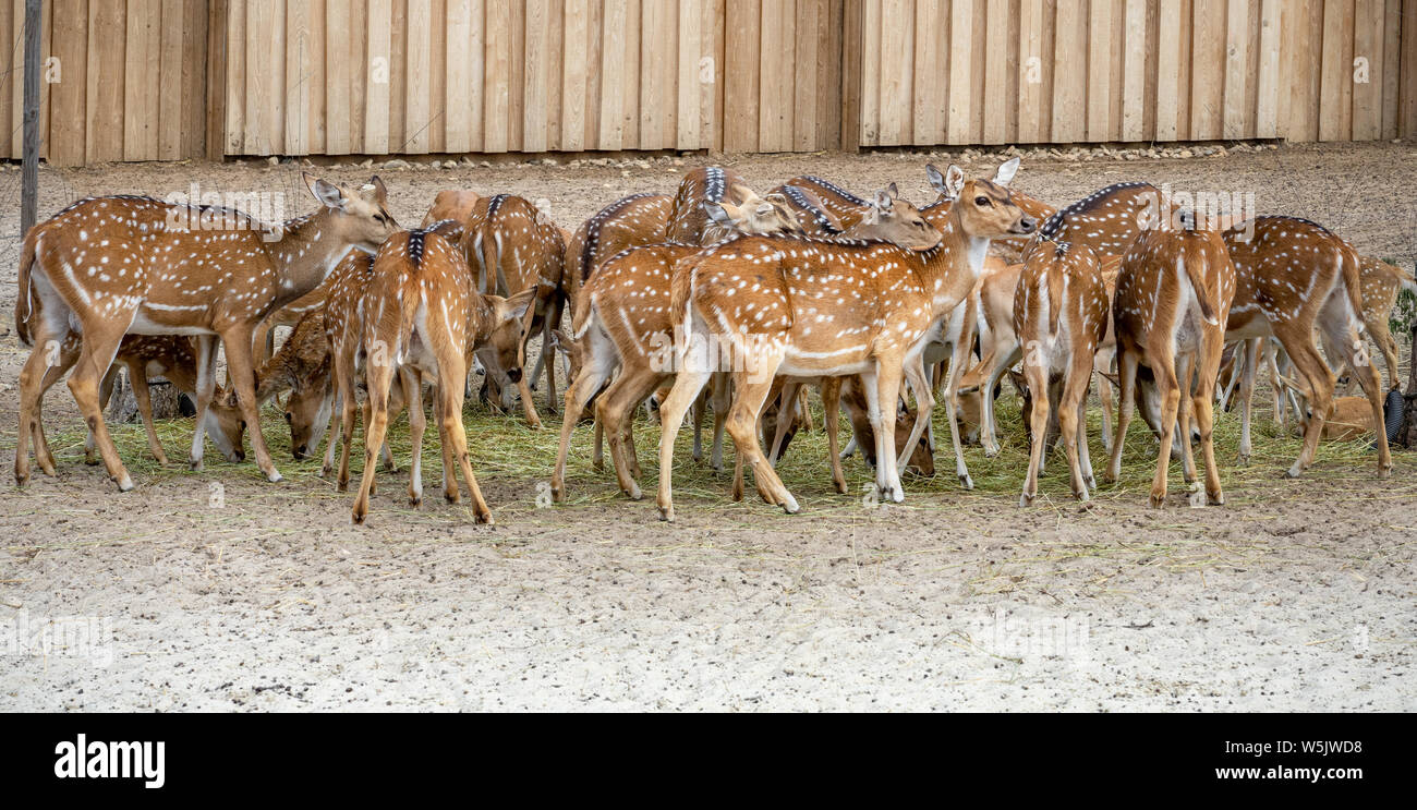 Molti graziosi spotted daini mangiare insieme si guarda nella telecamera . Foto Stock