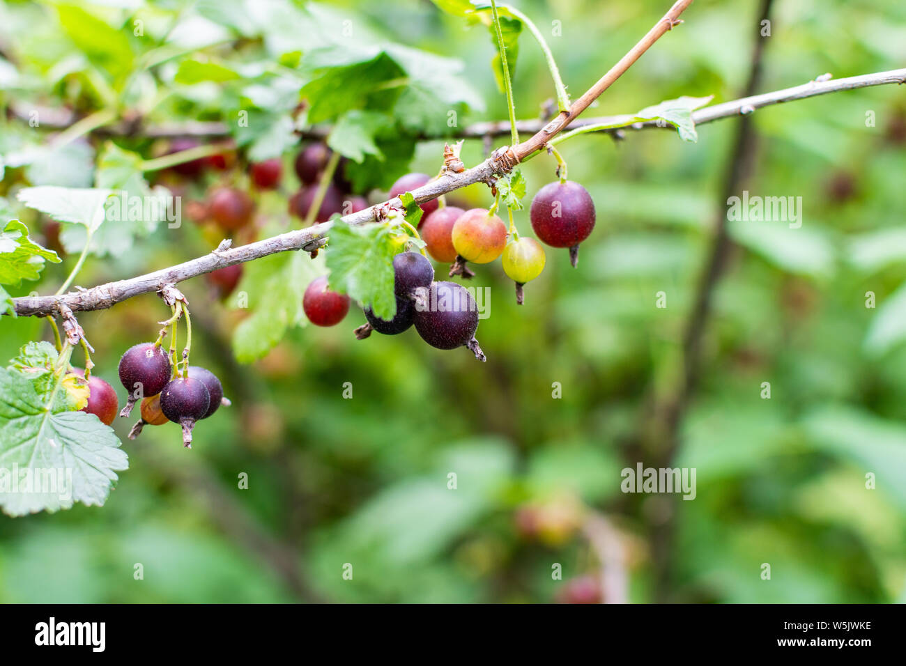 Il jostaberry, complesso-cross boccola di frutta, ramo con bacche di maturazione, ribes nero con ribes nero e di uva spina europea, organico eco Foto Stock