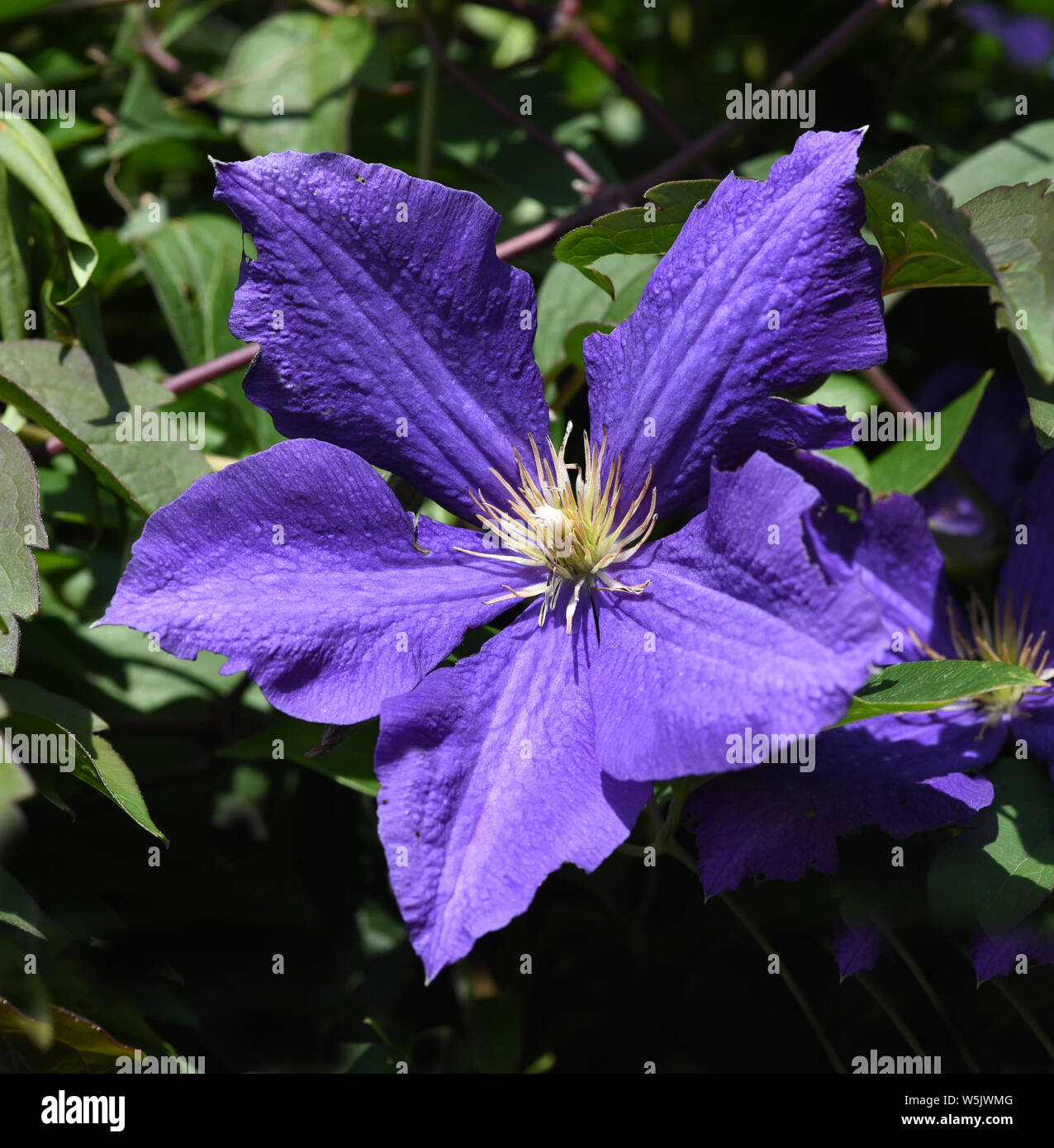 Clematis, il presidente, Clematis-Hybride Foto Stock