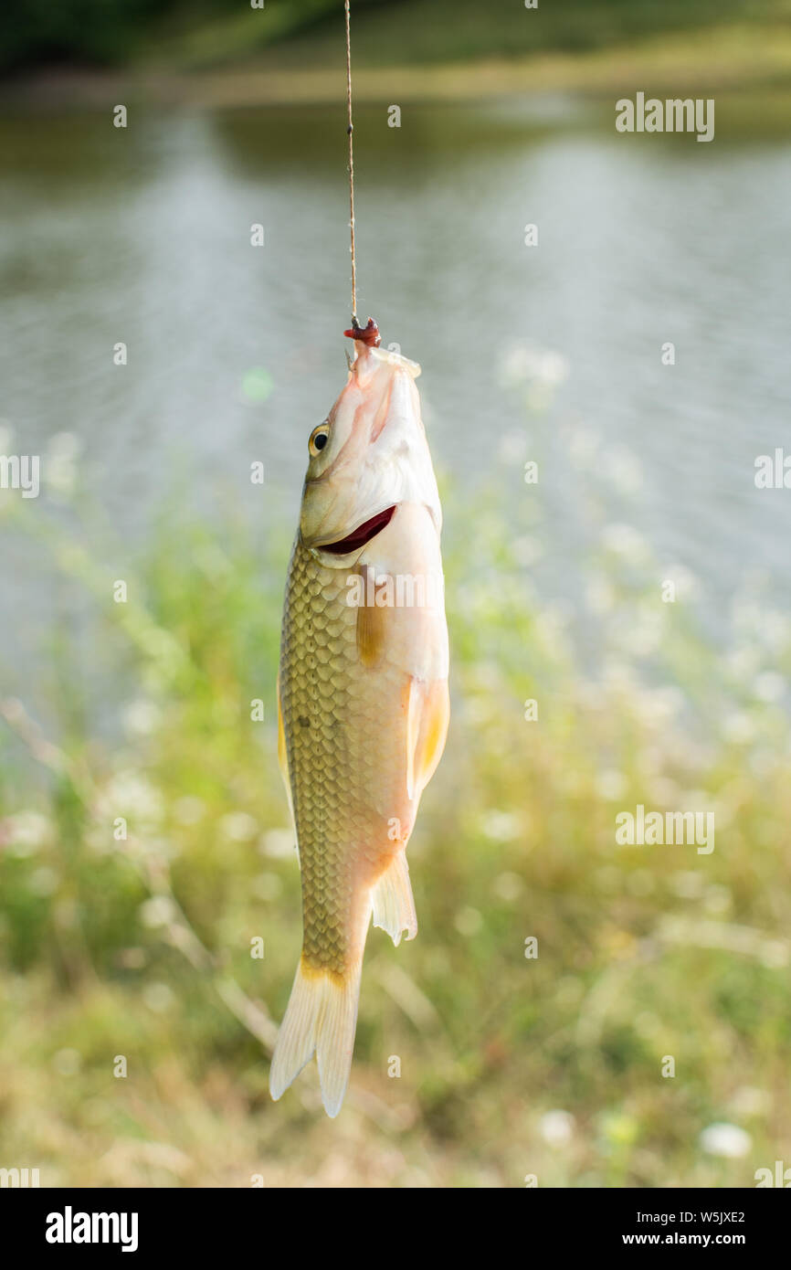 Una buona cattura, poco carassio close up su una canna da pesca gancio Foto Stock