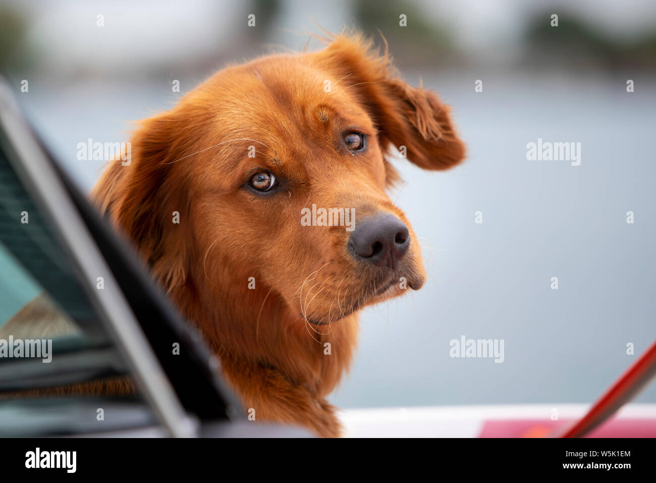 Un cane da recupero d'oro che guarda sopra la spalla della fotocamera. Foto Stock