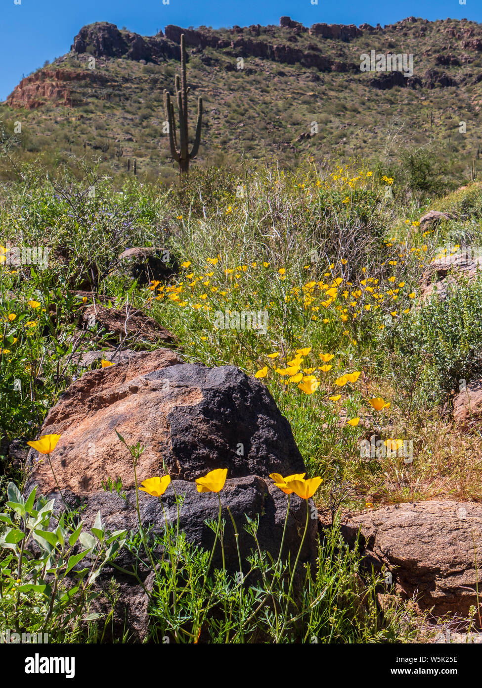 Mexican Gold papaveri, California papaveri (Eschscholzia californica), passa il sentiero di montagna, Usery montagna parco regionale, Mesa, Arizona. Foto Stock