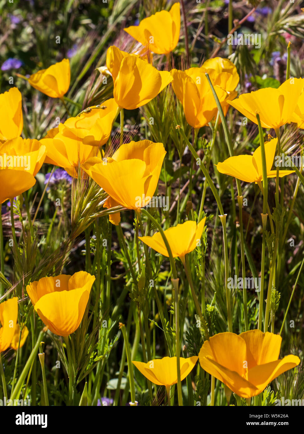 Mexican Gold papaveri, California papaveri (Eschscholzia californica), passa il sentiero di montagna, Usery montagna parco regionale, Mesa, Arizona. Foto Stock