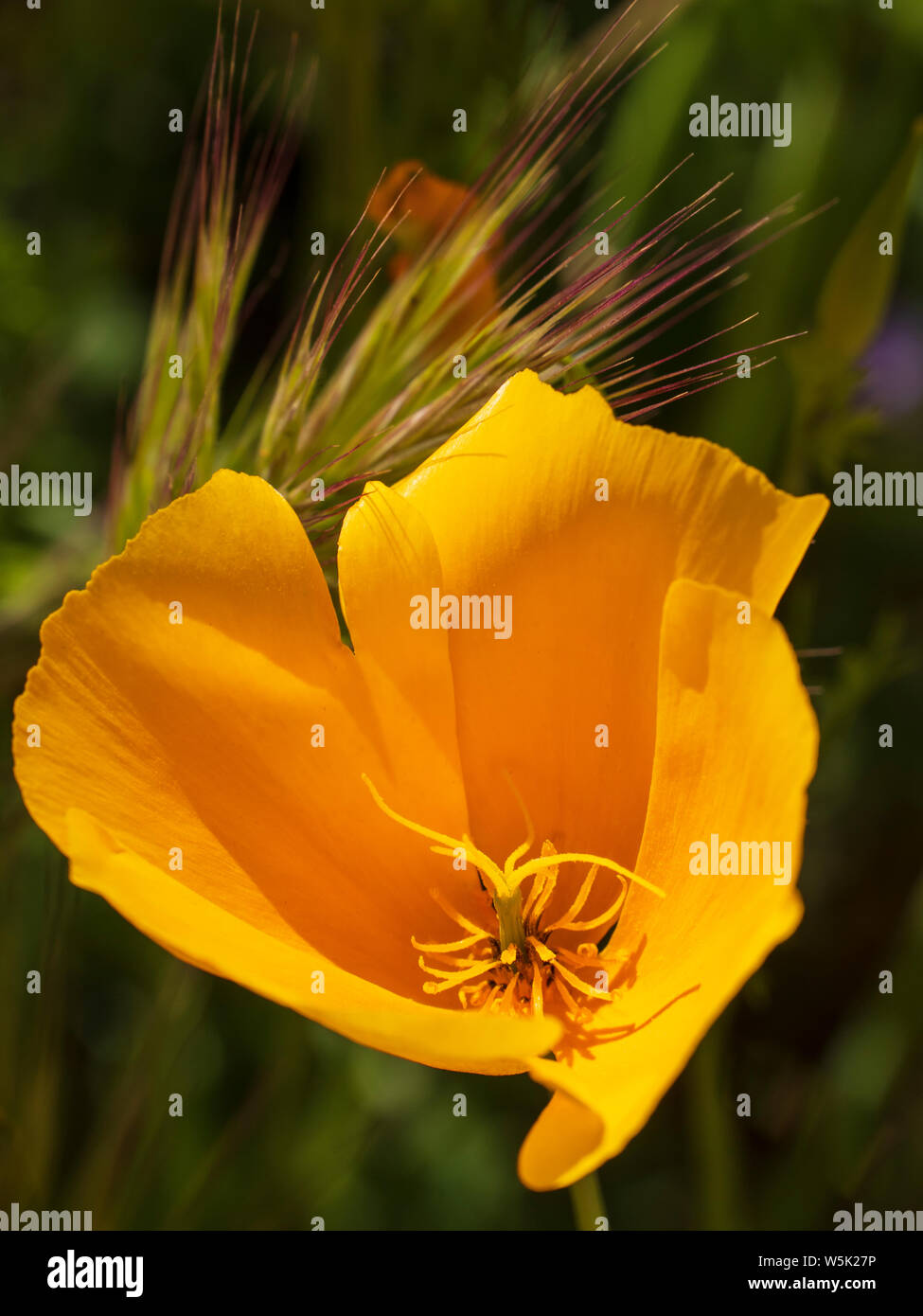 Mexican Gold papavero, California poppy (Eschscholzia californica), passa il sentiero di montagna, Usery montagna parco regionale, Mesa, Arizona. Foto Stock