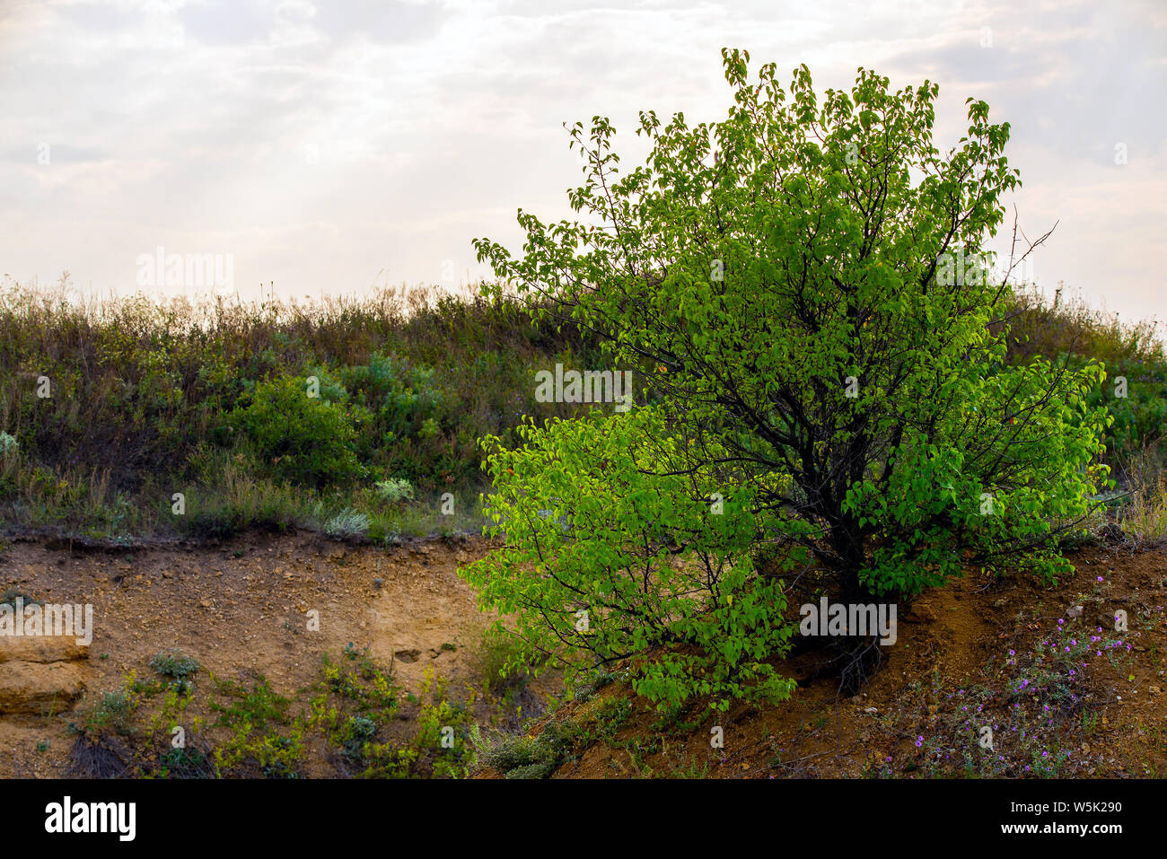 Da soli o solo un albero sulla montagna collina cliff nella foresta alla serata. Foto Stock