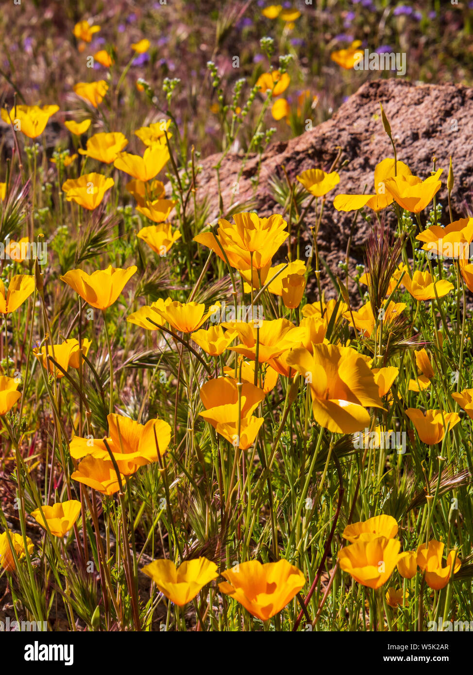 Mexican Gold papaveri, California papaveri (Eschscholzia californica), passa il sentiero di montagna, Usery montagna parco regionale, Mesa, Arizona. Foto Stock