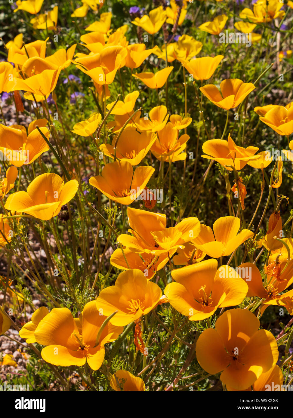 Mexican Gold papaveri, California papaveri (Eschscholzia californica), passa il sentiero di montagna, Usery montagna parco regionale, Mesa, Arizona. Foto Stock