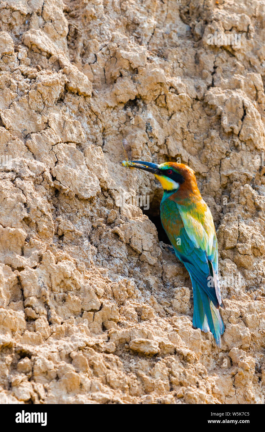Unione gruccione o Merops apiaster sulla terra vicino foro nido. Foto Stock