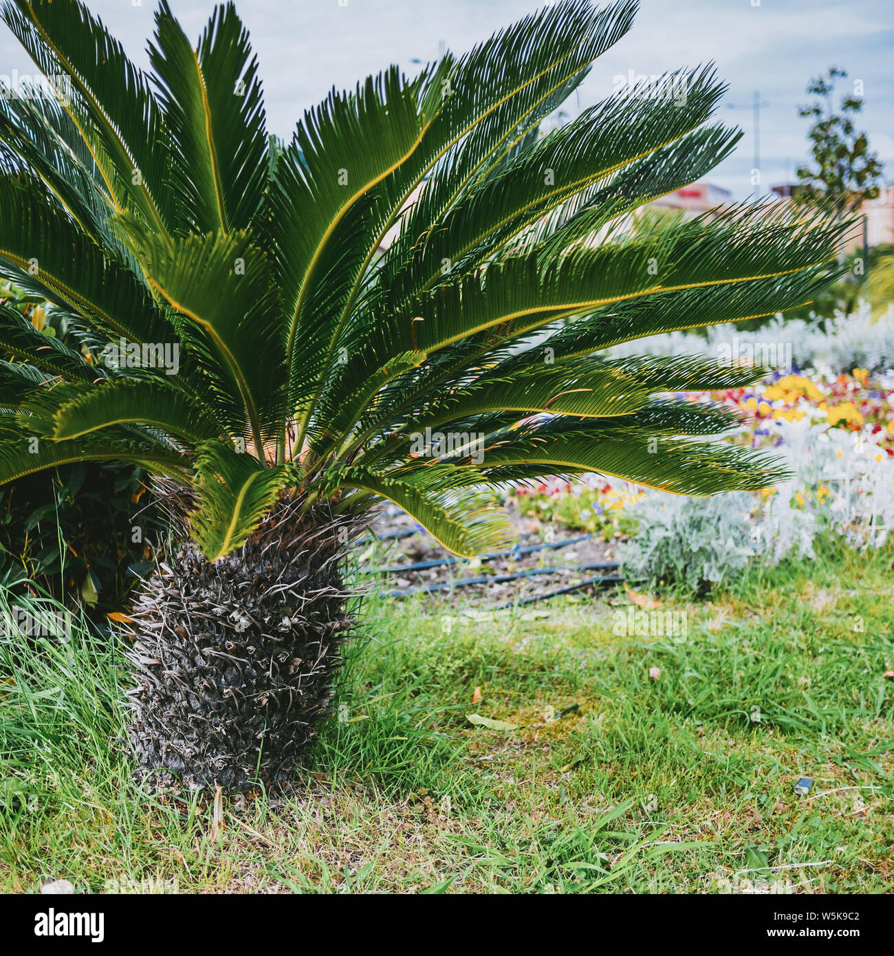 Impianto di Palm ecologia naturale Foto Stock