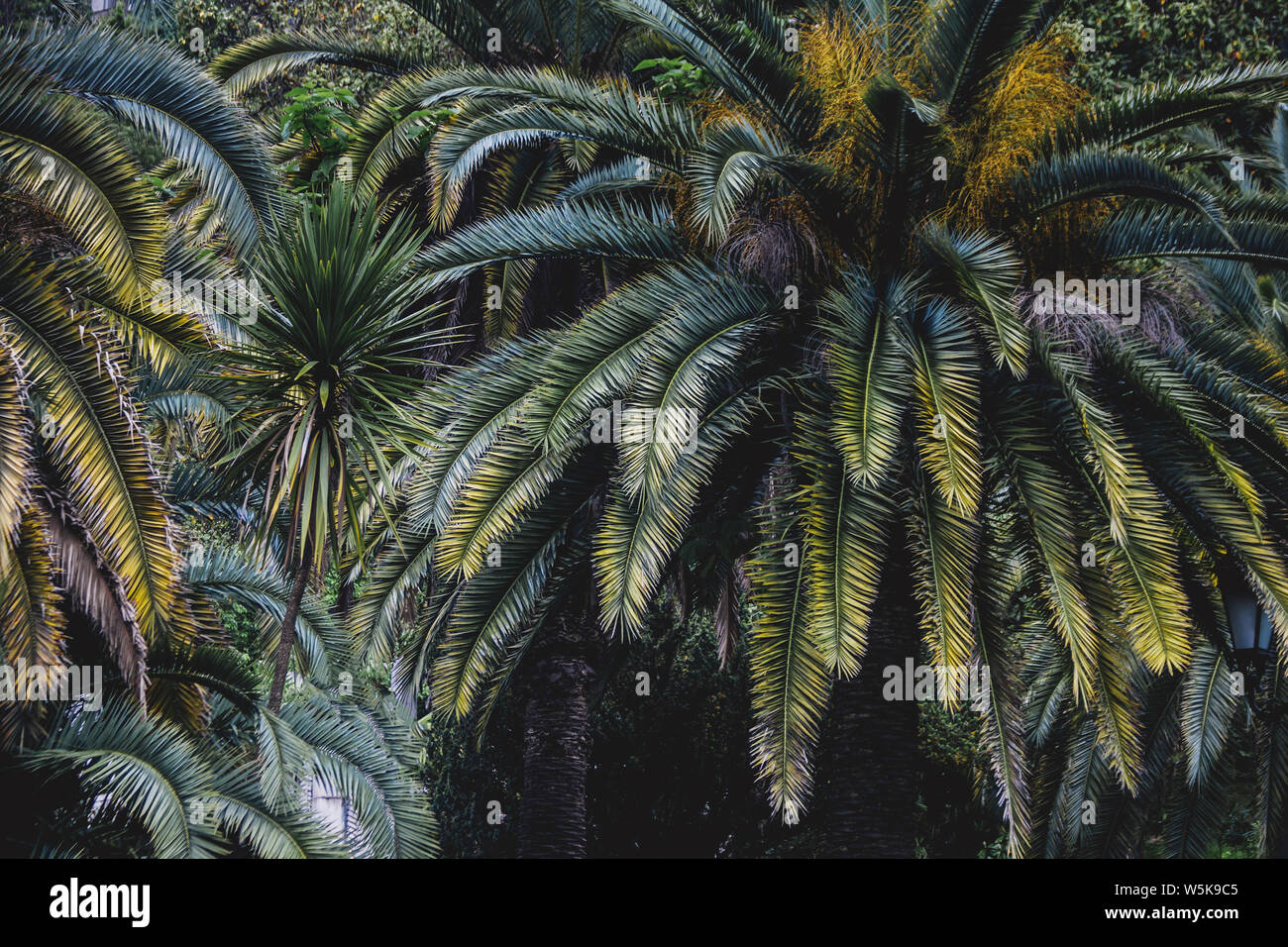 Impianto di Palm leaf ecologia Foto Stock