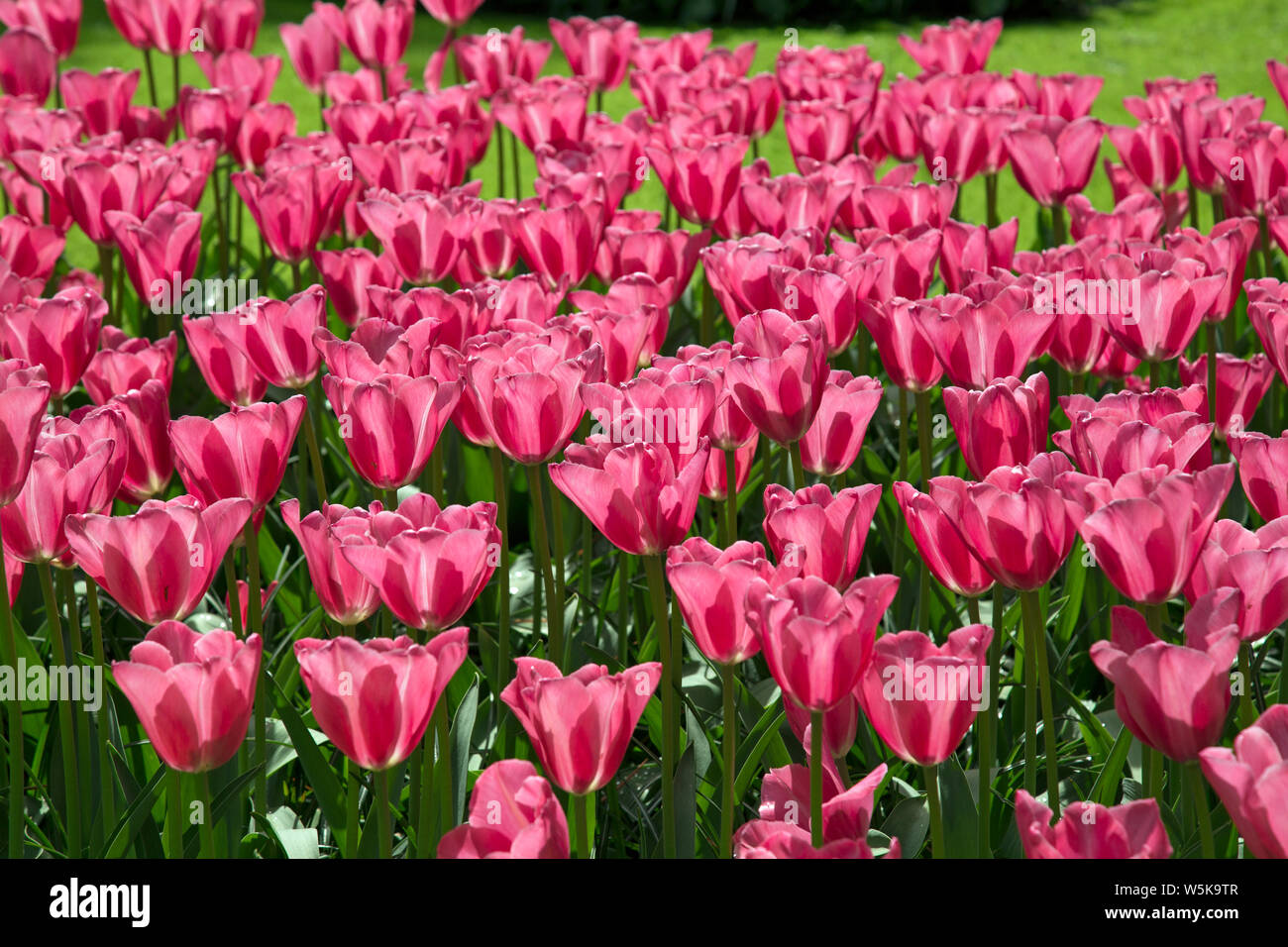 Con retroilluminazione rossa tulipani shot close up in formato orizzontale Foto Stock