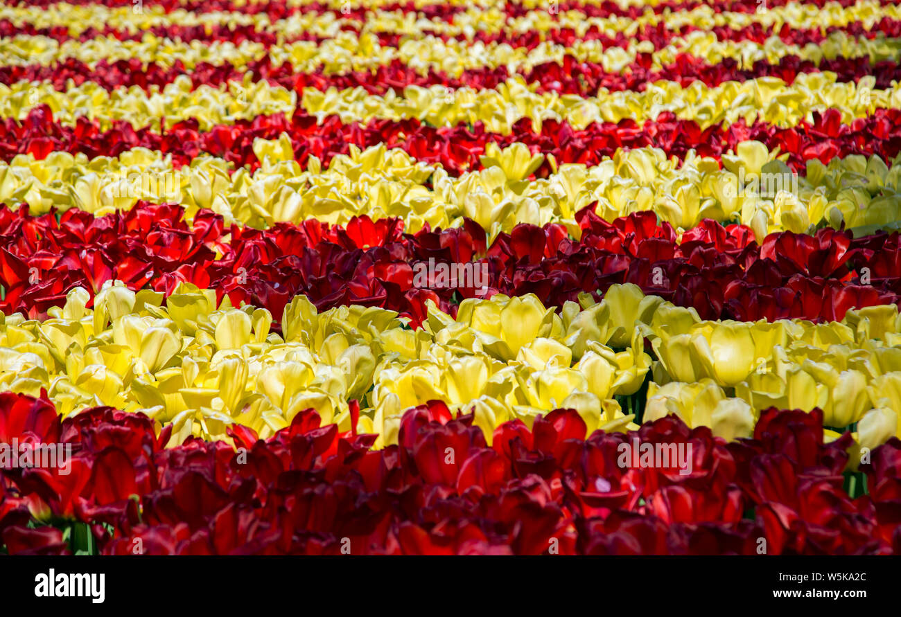 Giallo e rosso tulipani piantati in strisce orizzontali Foto Stock