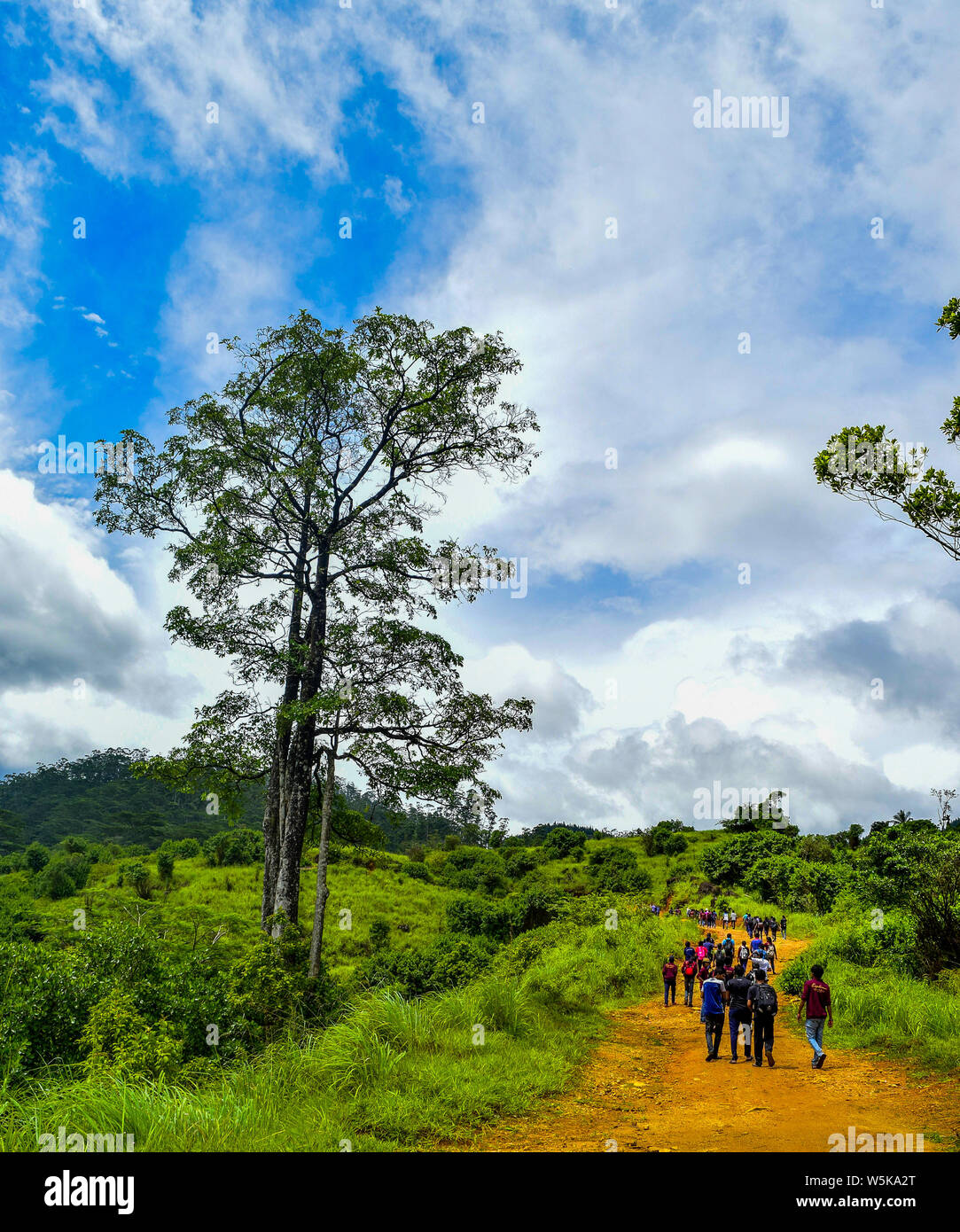 Gruppo di persone che camminano nella giungla. Foto Stock