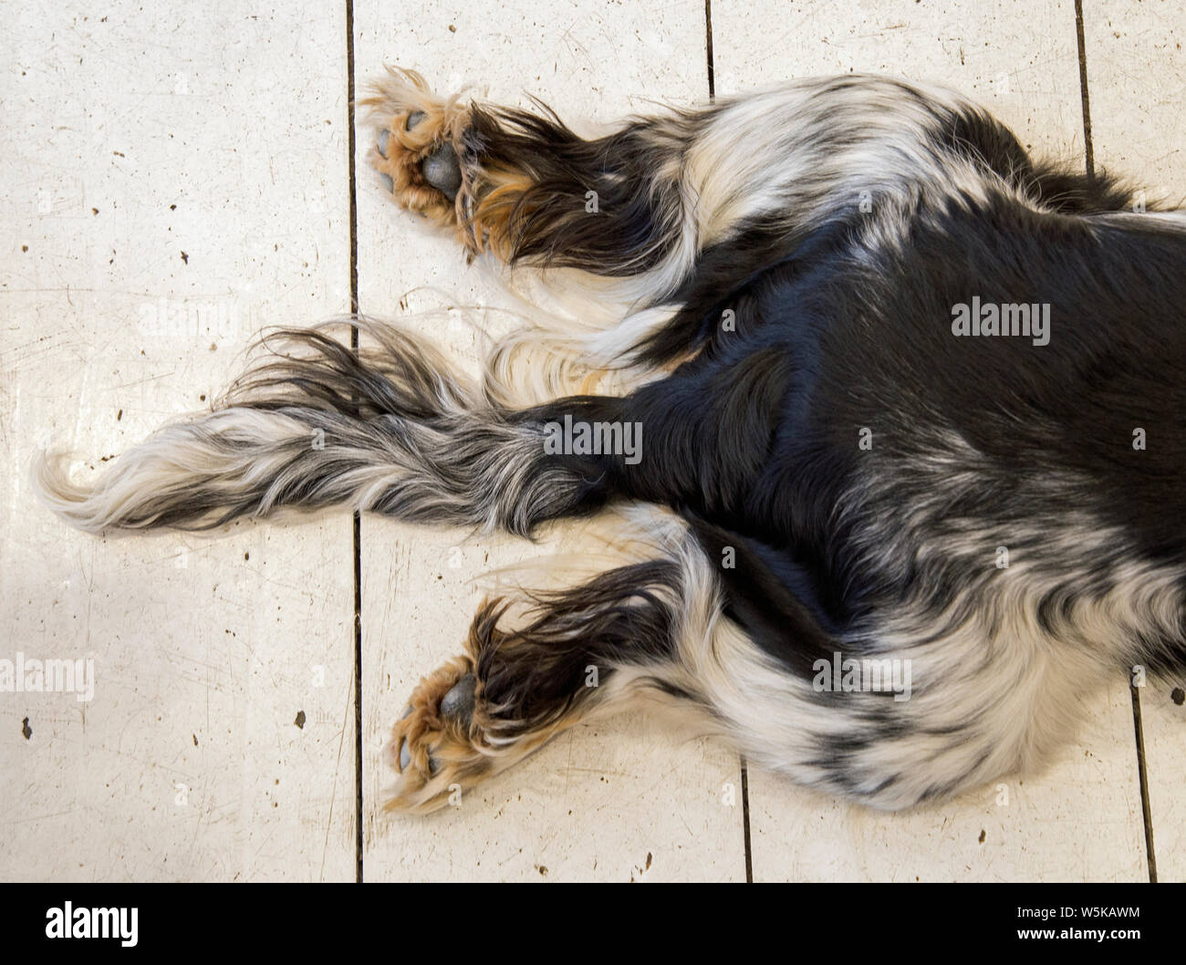 Le gambe posteriori di un pedigree cocker spaniel cane dispiegata dietro di lui con la coda tra le gambe mentre giacenti su un dipinto di bianco bordo piano. Foto Stock