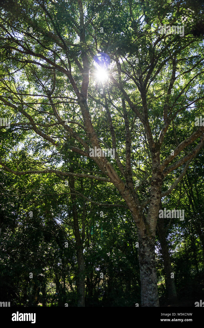 La luce del sole attraverso gli alberi Foto Stock
