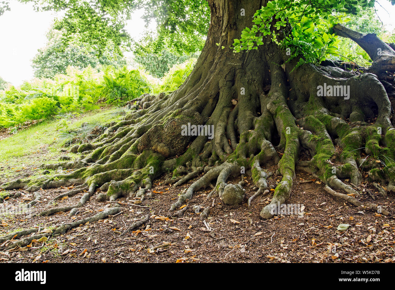 La massiccia green radici di un antico albero diffondersi fuori dal suo tronco Foto Stock