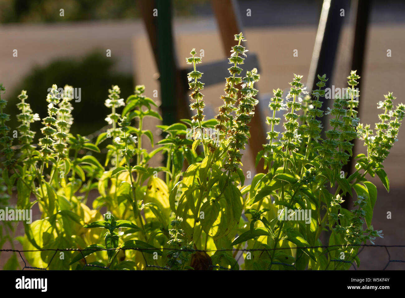 I grappoli di fioritura soleggiato basilico crescere in un giardino. Foto Stock