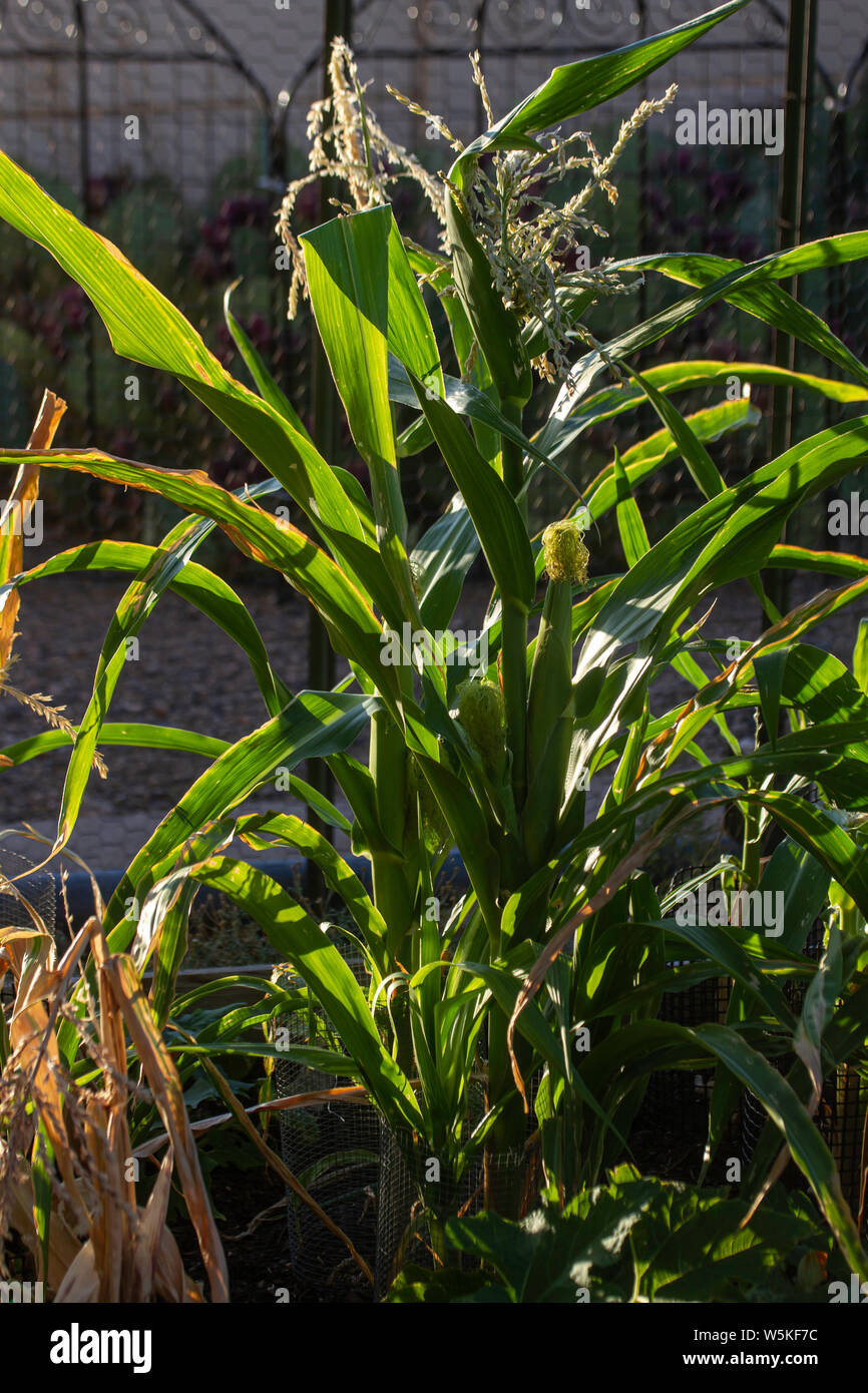 Non OGM Blue Hopi Corn cresce in giardino. Foto Stock