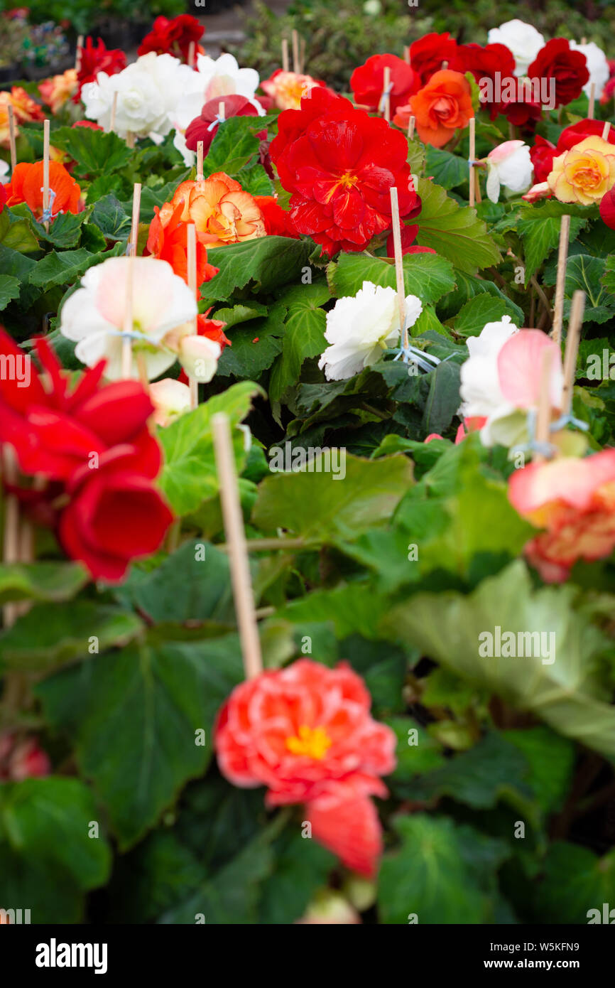 Fiori caldo all interno di molte foglie verde Foto Stock