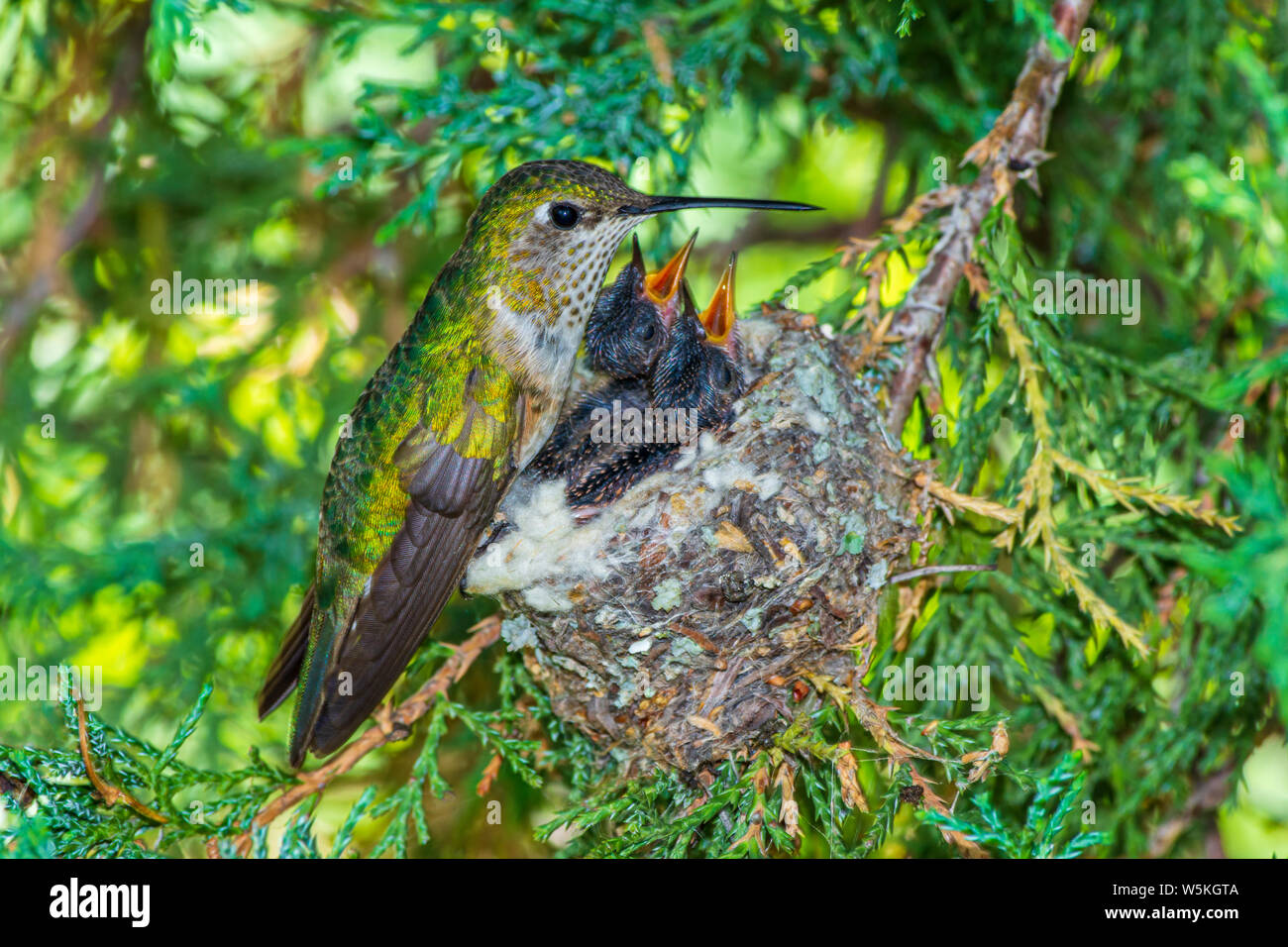 Ampio femmina-tailed Hummingbird (Selasphorus platycercus) con i giovani nel nido di Rocky Mountain ginestra, Castle Rock Colorado US. Foto in luglio. Foto Stock