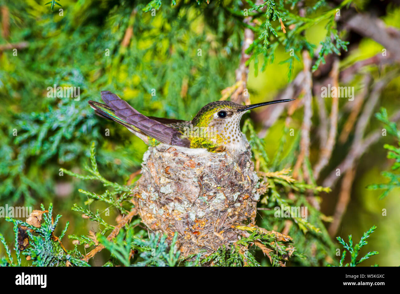 Ampio femmina-tailed Hummingbird (Selasphorus platycercus) seduto sul nido in montagna rocciosa ginestra, Castle Rock Colorado US. Foto scattata giugno. Foto Stock