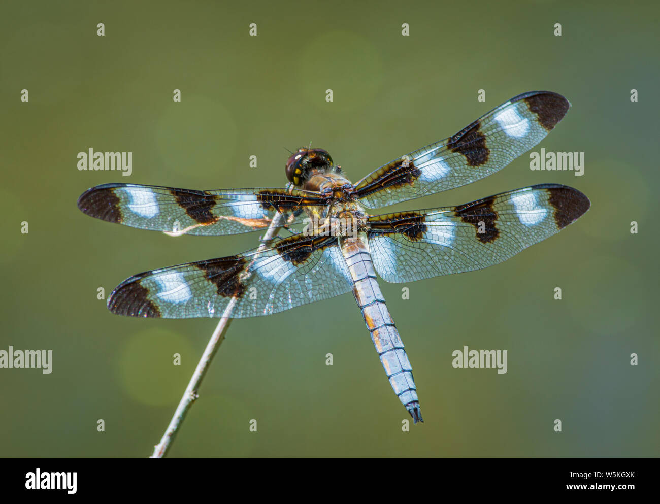 Dragonfly skimmer a dodici punte (Libellula pulchella) che riposa sul gambo del salice nello stagno della palude, Castle Rock Colorado USA. Foto scattata a luglio. Foto Stock