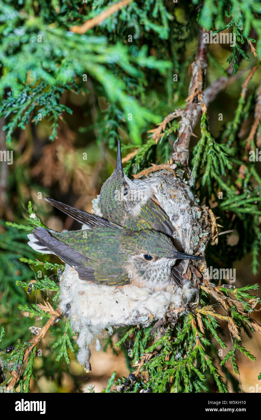 Quindici giorni di vecchio Broadtailed colibrì nel nido di Rocky Mountain ginestra, attendere per mamma uccello a portare cibo, Castle Rock Colorado US. Foto Stock