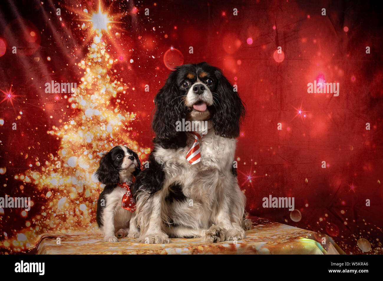 I cani Vacanze Foto Stock