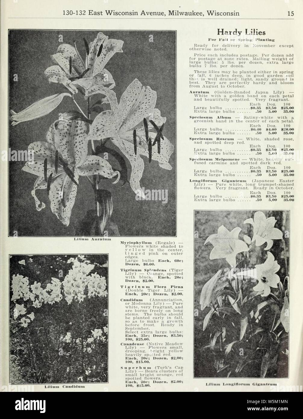 Currie di bulbi e piante (pagina 15) (15767391814). Foto Stock