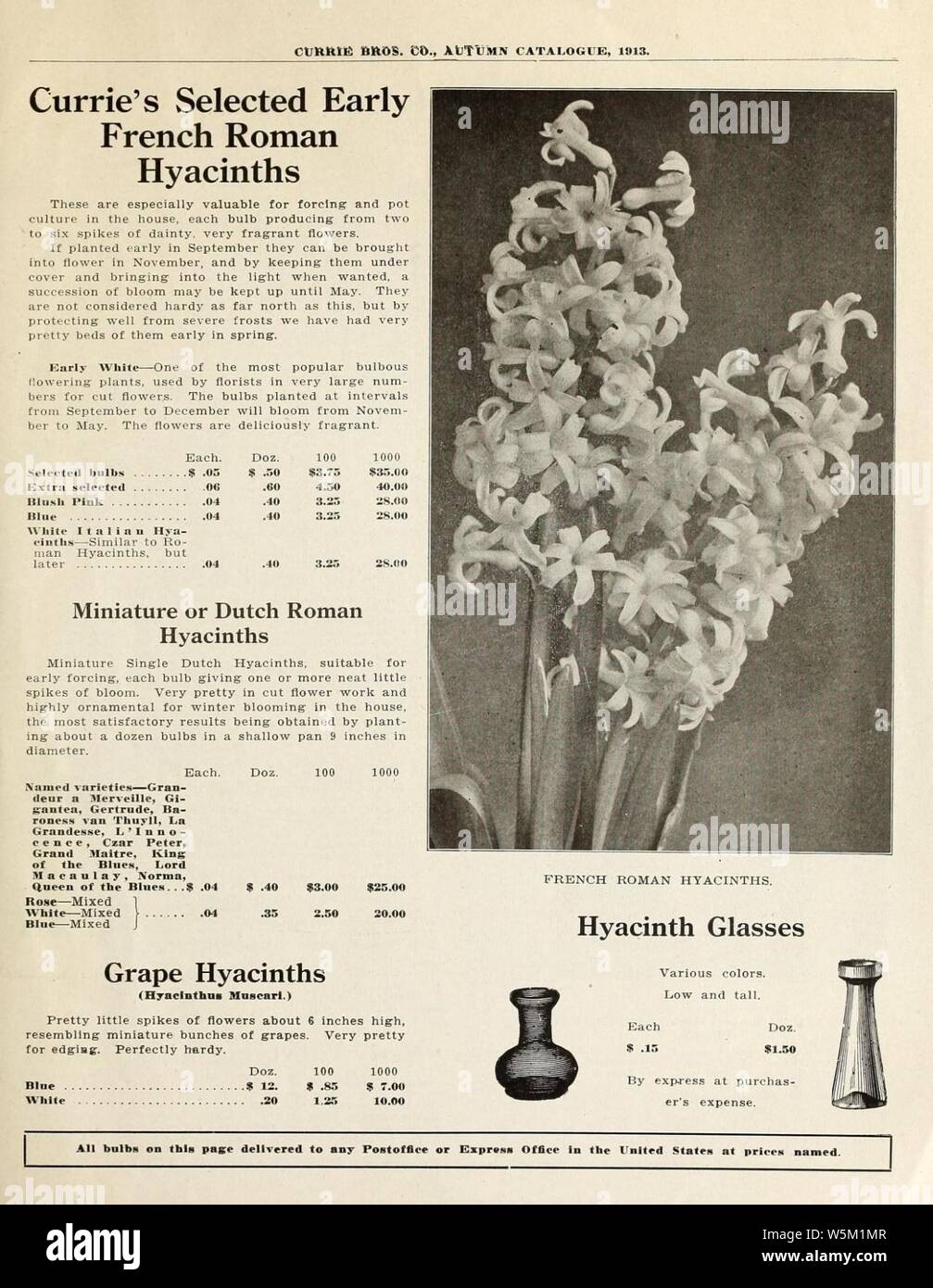 Currie di bulbi e piante (pagina 3) (16251886817). Foto Stock