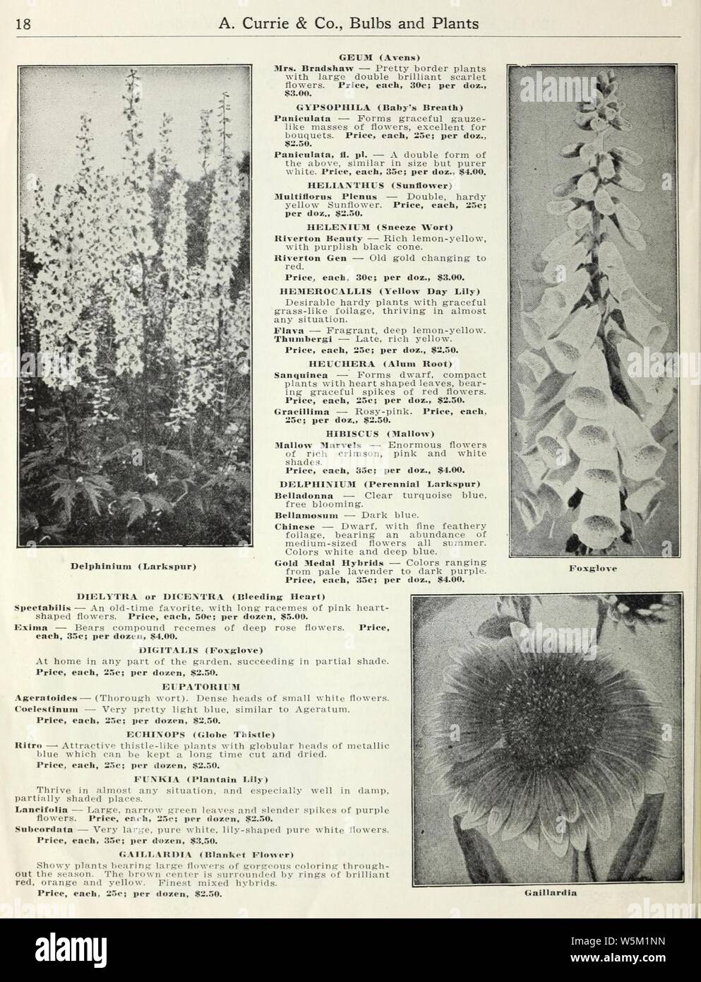 Currie di bulbi e piante (pagina 18) (15767393744). Foto Stock