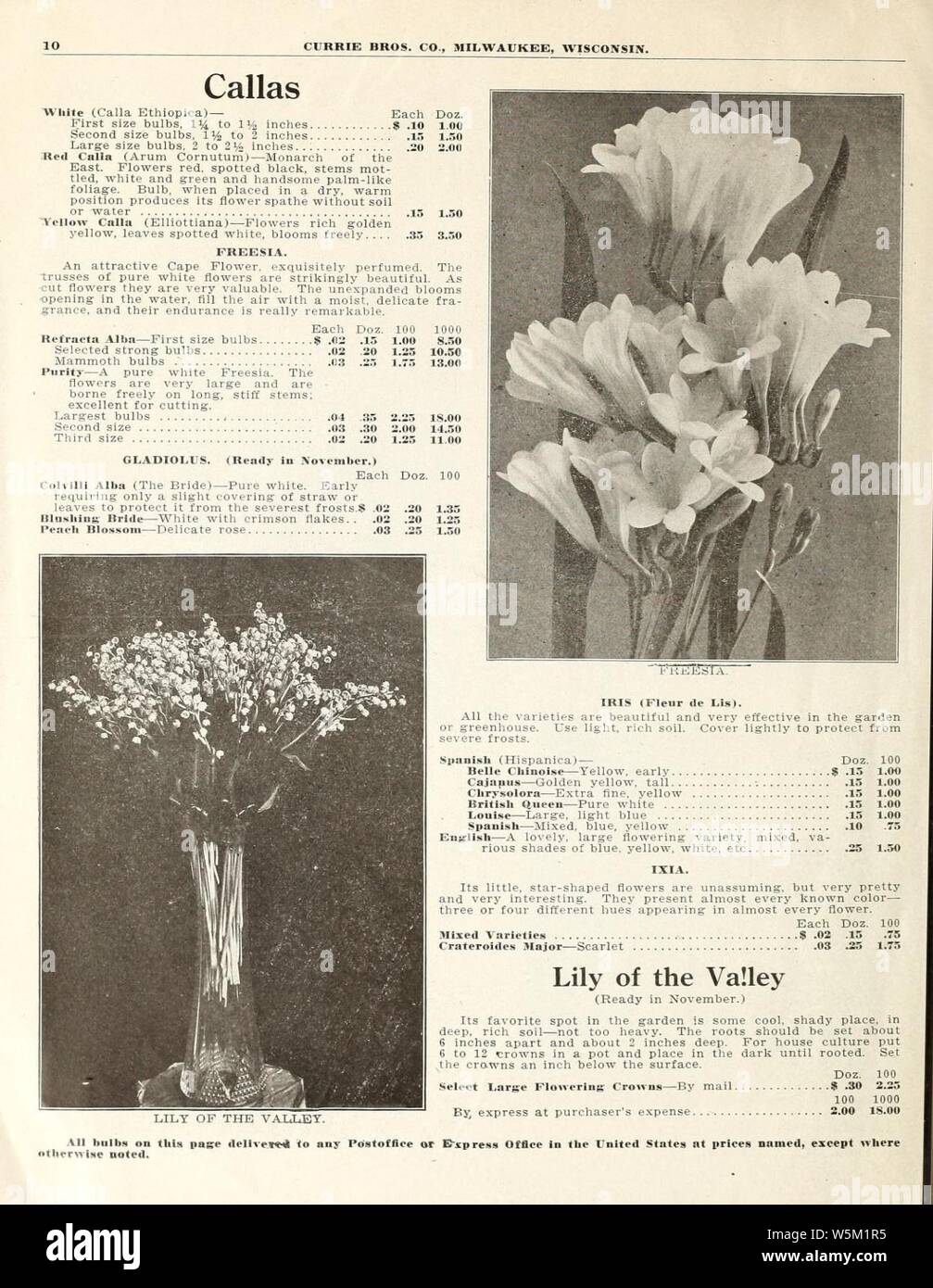 Currie di bulbi e piante (pagina 10) (16250142918). Foto Stock