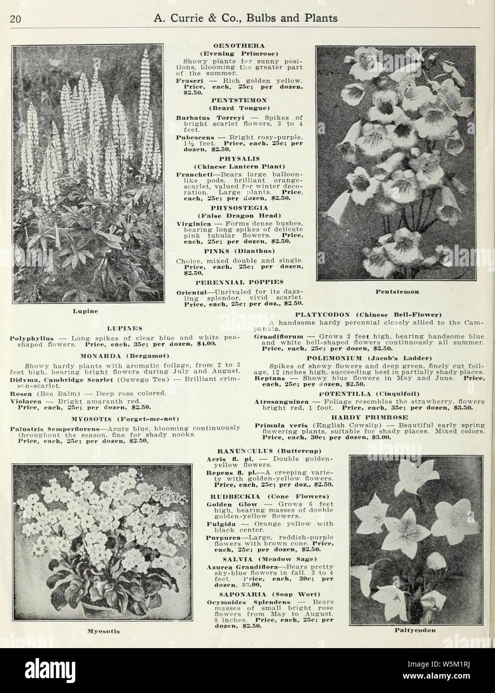Currie di bulbi e piante (pagina 20) (16363874046). Foto Stock