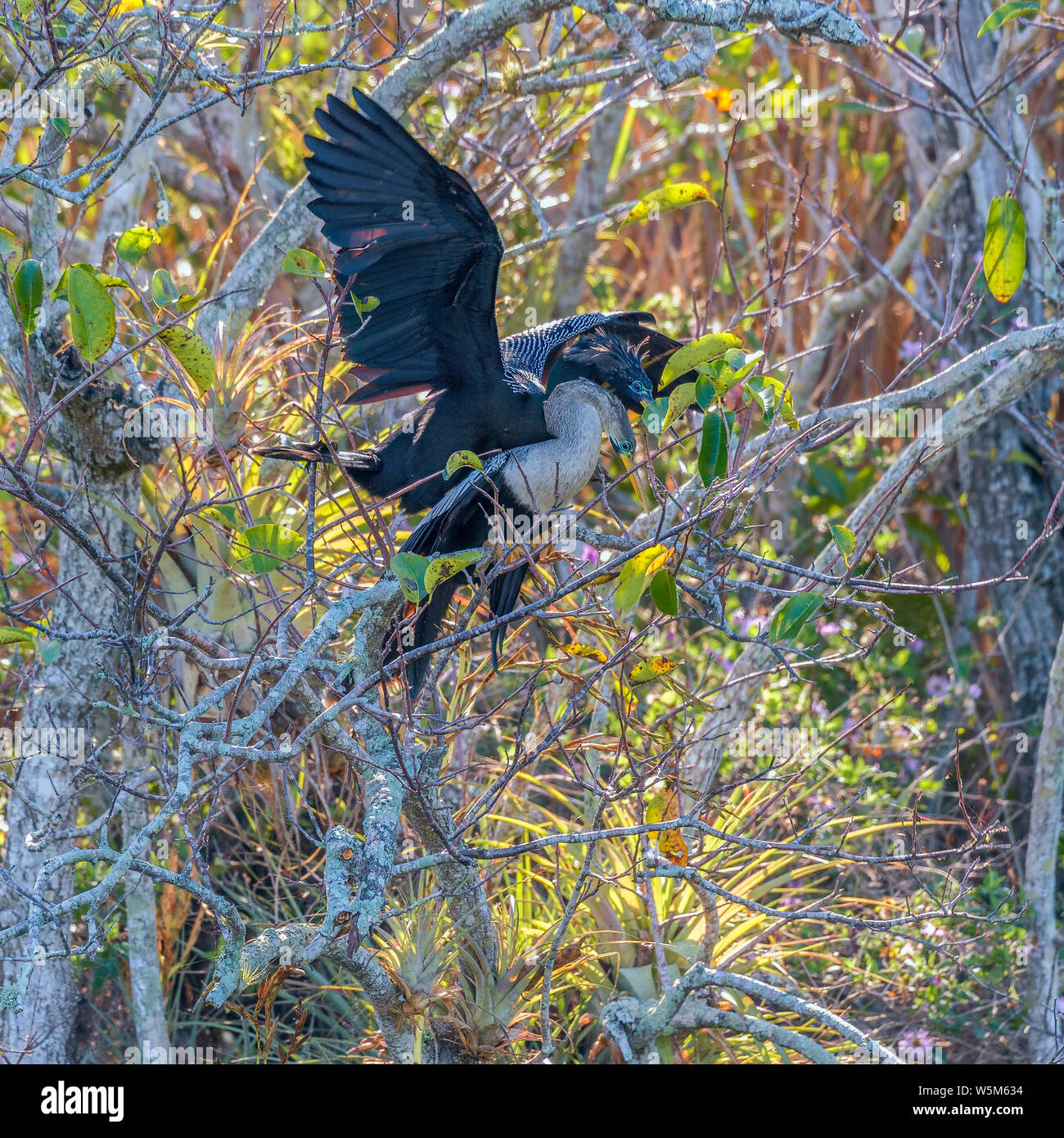 Una coppia di Anhingas (Anhinga anhinga) coniugata vicino Anhinga trail. Parco nazionale delle Everglades. Florida. Stati Uniti d'America Foto Stock
