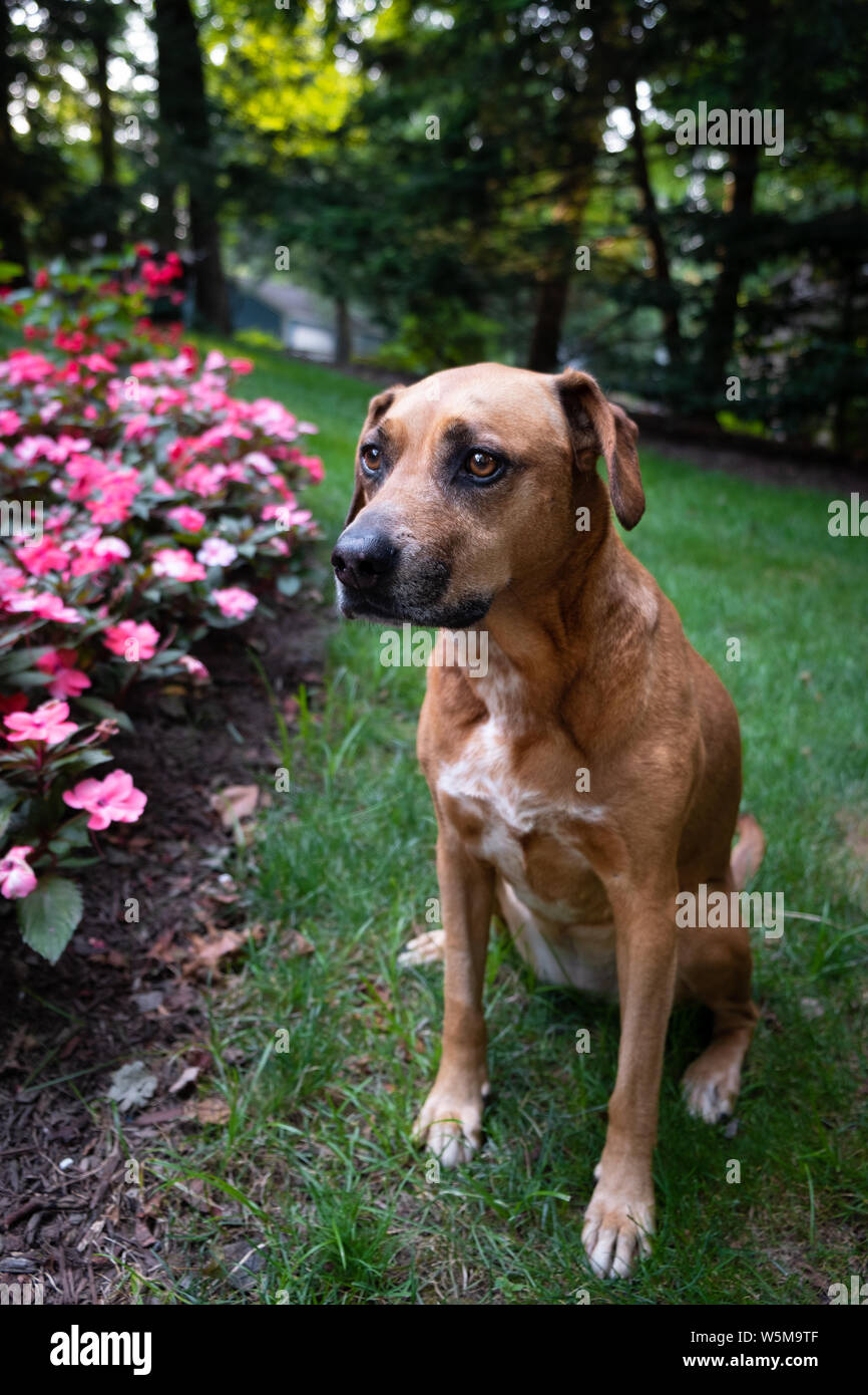 Un ritratto di un marrone dog sitter docilmente sul prato Foto Stock
